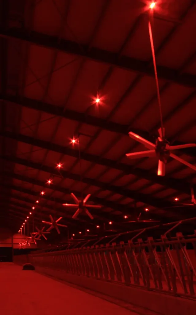 Illuminazione-fotoperiodo-luce rossa.